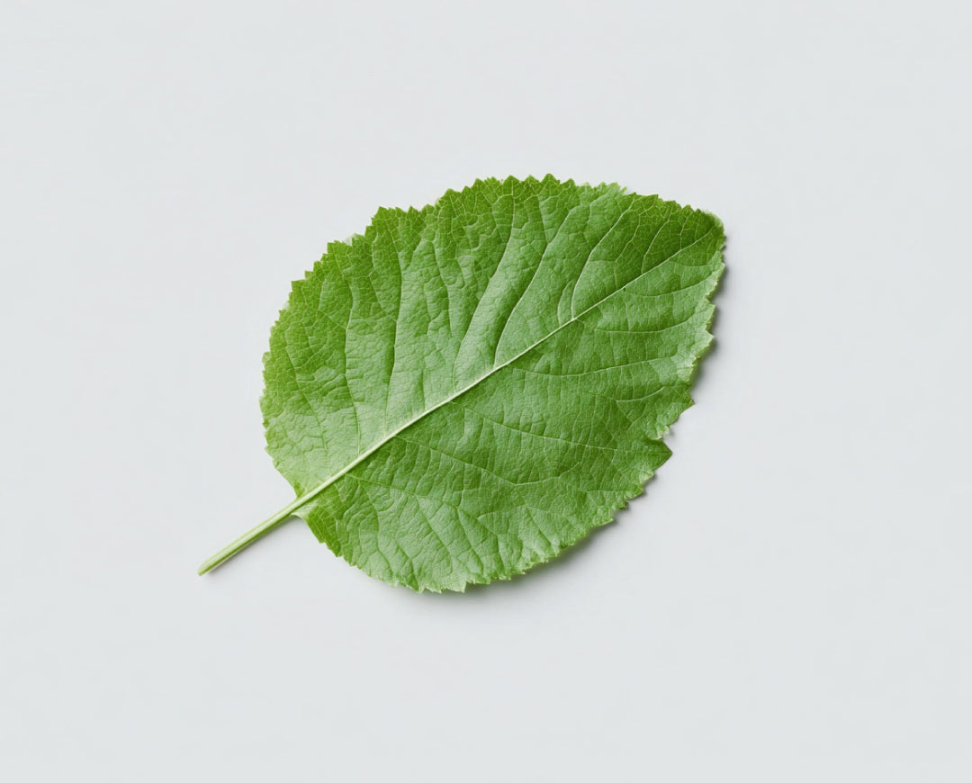 Mulberry Leaf
