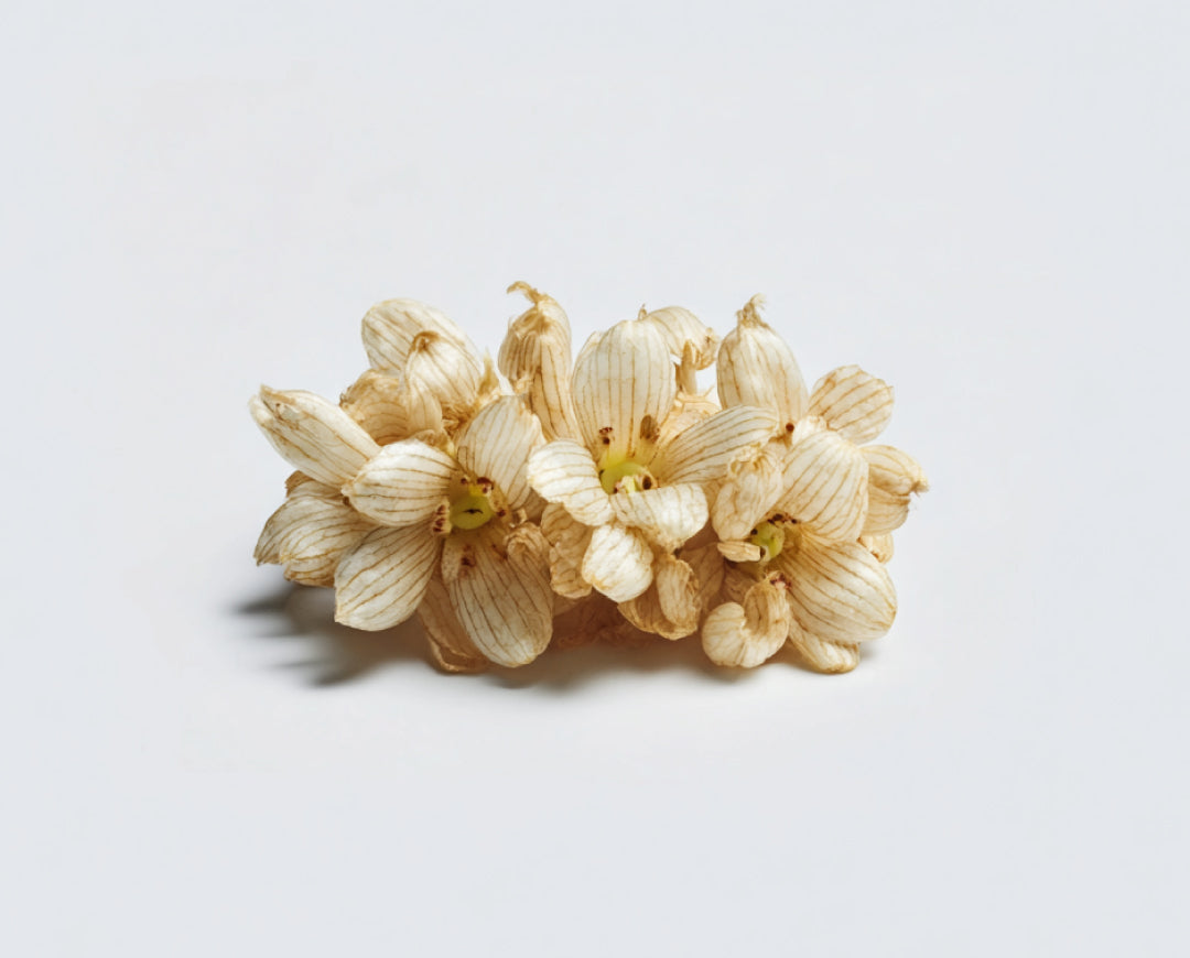 Noble Dendrobium