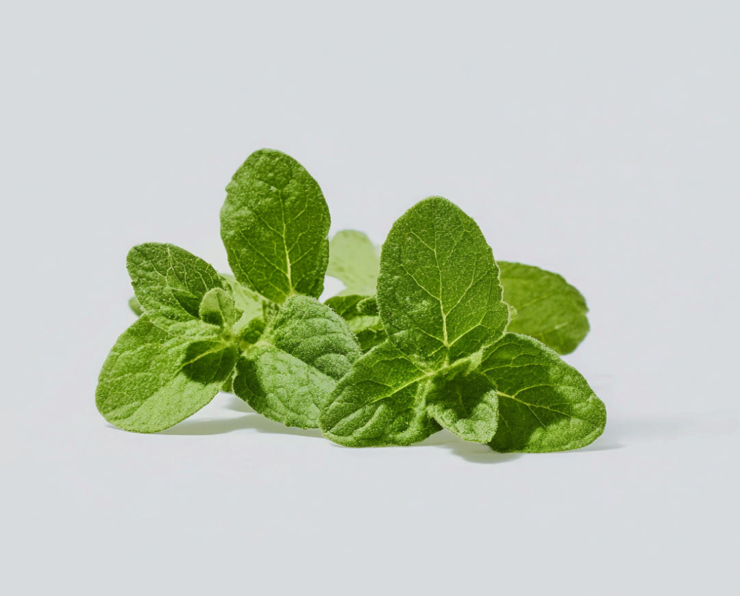 Wild Mint Herb