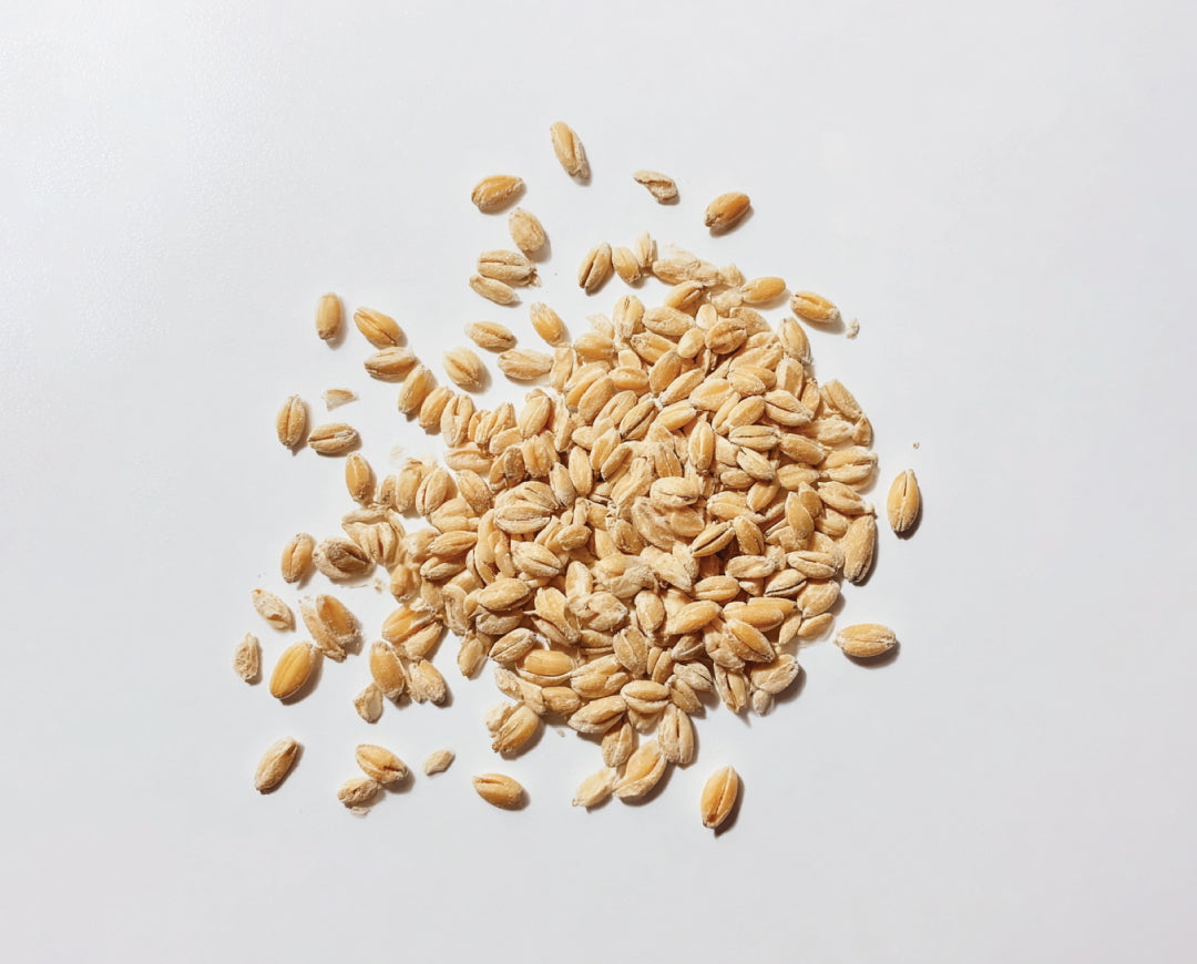 Blighted Wheat